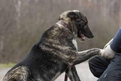 Продаю собаку. Возьмите его домой, ему нельзя на улицу. Фото2