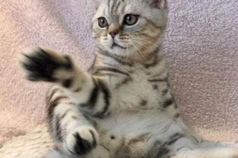 Продаю кошку. Британский короткошёрстный котёнок. Фото1