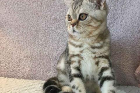 Продаю кошку. Британский короткошёрстный котёнок. Фото2