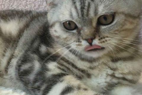 Продаю кошку. Британский короткошёрстный котёнок. Фото3