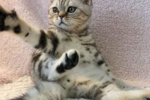 Продаю кошку. Британский короткошёрстный котёнок. Фото4
