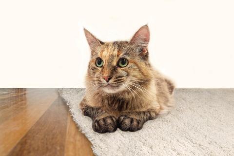 В дар кошку. Очаровательная кошечка Джессика ищет дом и добрую семью!. Фото3