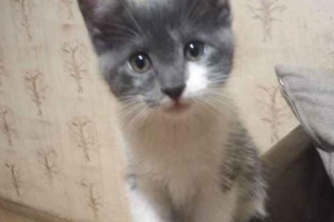 В дар кошку. Котята в дар. Фото1
