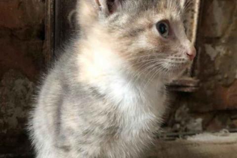 В дар кошку. Домашние котята (3 мес.), девочки. Фото3