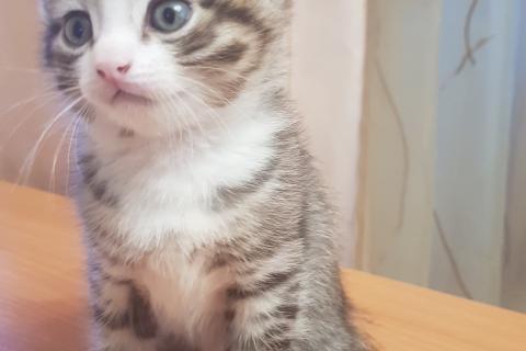 Продаю кошку. кошки и котята. Фото1