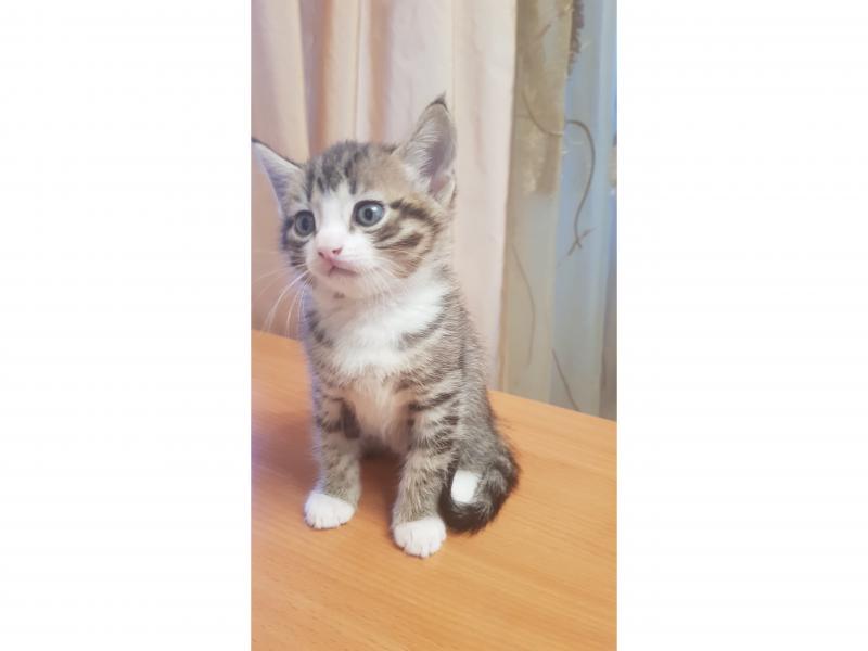 Продаю кошку