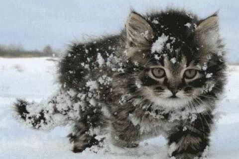 В дар кошку. Отдам котенка. Фото1