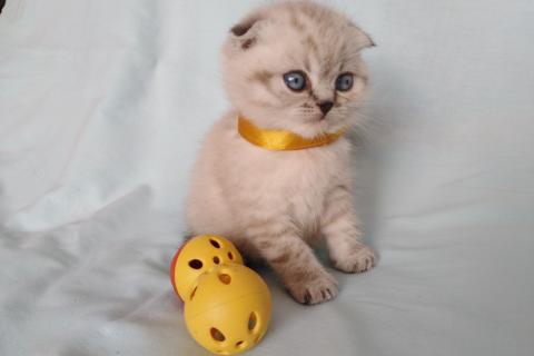 Продаю кошку. Шотландские котята. Фото2