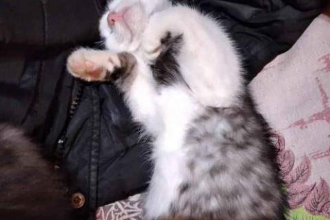 В дар кошку. Котята в добрые руки. Фото2