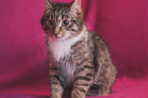 В дар кошку. Ласковый мальчик Татоша в дар. Фото4