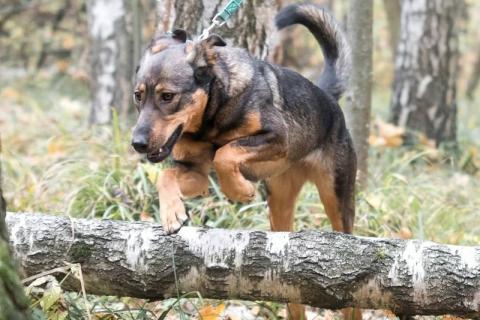 В дар собаку. Собака-компаньон Фиона ищет семью!. Фото4