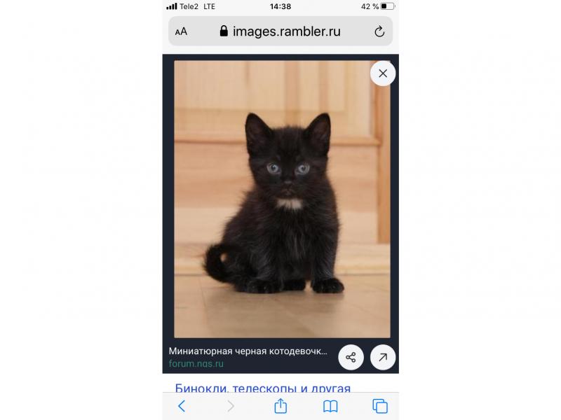 В дар кошку