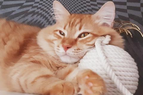 В дар кошку. Рыжий сибирский кот Томас, вес 10 кг!. Фото2