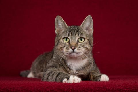В дар кошку. Котопёс Барса — удивительная кошка с удивительной историей ищет д. Фото2