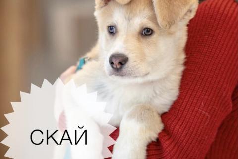В дар собаку. Щенки — метисы московской сторожевой в дар. Фото2