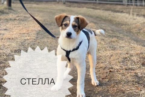 В дар собаку. Щенки — метисы московской сторожевой в дар. Фото4