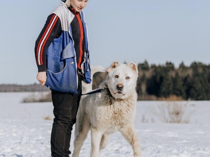 В дар собаку