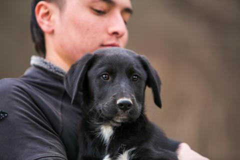 В дар собаку. 3 красивых щенка ищут дом. Фото2