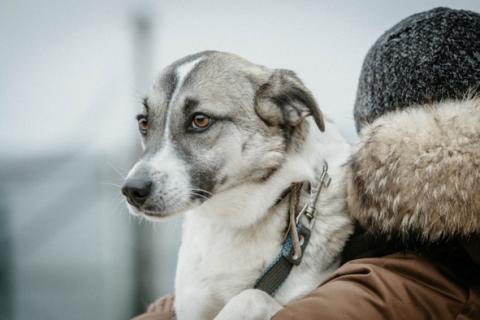 В дар собаку. Умная и нежная красавица-звездочка Дейзи в дар. Фото2