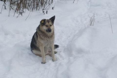 В дар собаку. Очаровательный Пират готов взять ваше сердце на абордаж!. Фото2