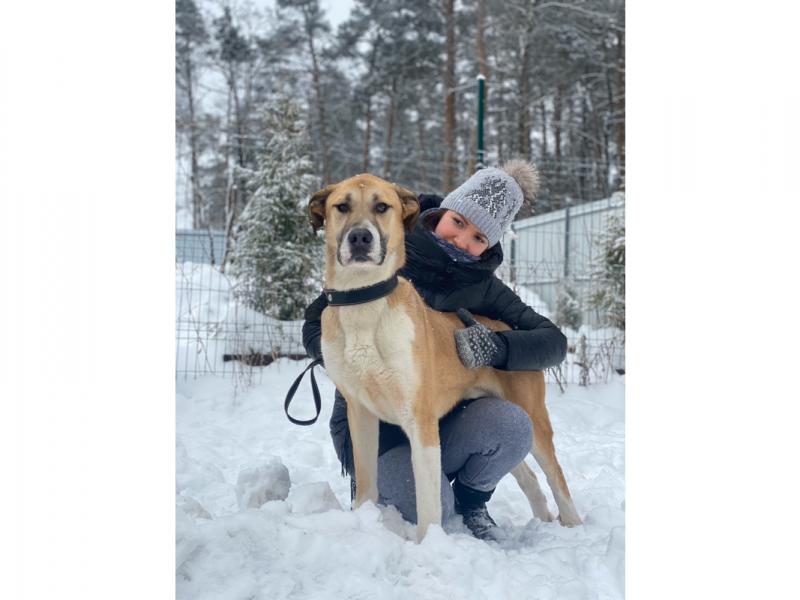 В дар собаку