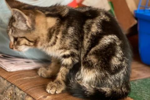 В дар кошку. Мраморный котенок Ириска в дар. Фото2