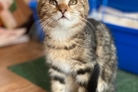 В дар кошку. Мраморный котенок Ириска в дар. Фото4