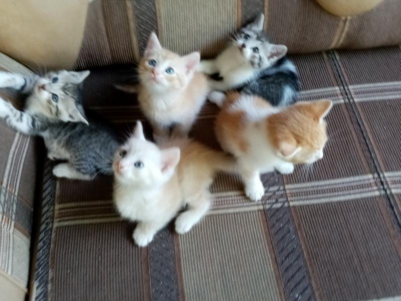 В дар кошку