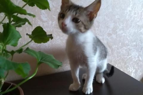 В дар кошку. Ищет семью ребенок.. Фото1