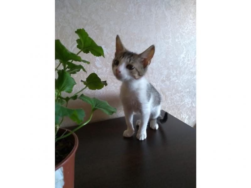 В дар кошку