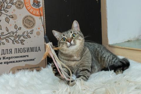 В дар кошку. Молодая и нежная особенная кошечка Лапка ищет дом. Фото4