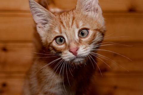 В дар кошку. Три замечательных красивых котенка ищут дом . Фото1