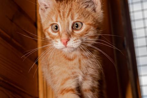 В дар кошку. Три замечательных красивых котенка ищут дом . Фото2