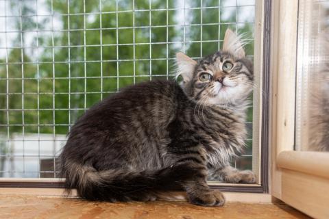 В дар кошку. Три замечательных красивых котенка ищут дом . Фото4