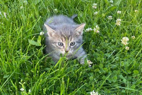 В дар кошку. 3 котенка — метисы русской голубой в дар. Фото3