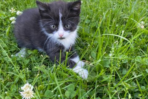 В дар кошку. 3 котенка — метисы русской голубой в дар. Фото4