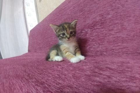 В дар кошку. Отдам чудесного трехцветного котенка в хорошие руки. Фото4