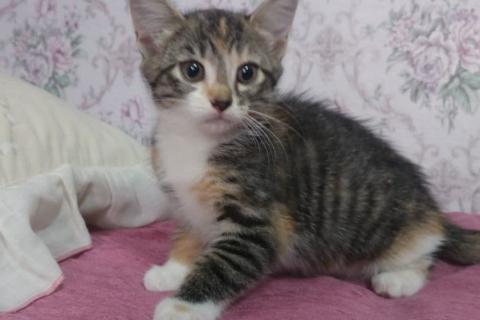 В дар кошку. Отдам чудесного трехцветного котенка в хорошие руки. Фото3
