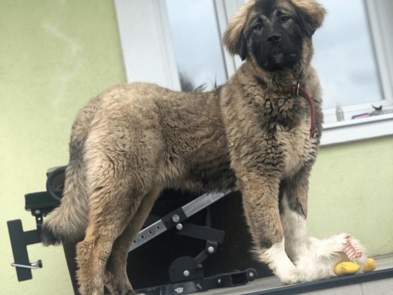 В дар собаку