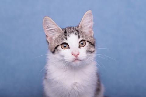 В дар кошку. Ищет дом и семью шикарный котёнок Марс. Фото1