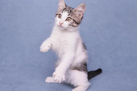 В дар кошку. Ищет дом и семью шикарный котёнок Марс. Фото2