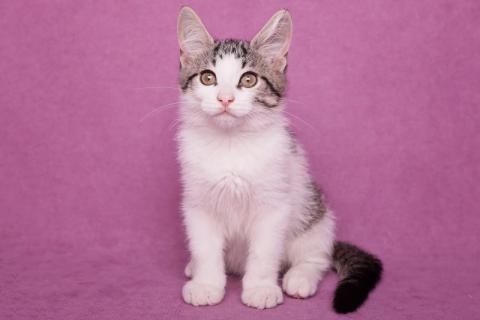 В дар кошку. Ищет дом и семью шикарный котёнок Марс. Фото3