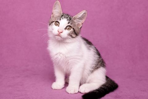 В дар кошку. Ищет дом и семью шикарный котёнок Марс. Фото4