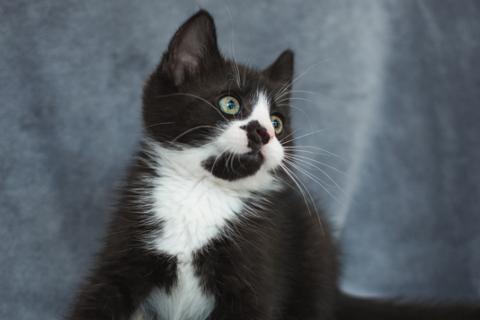 В дар кошку. Маленький маркизик Куба ищет дом. Фото4