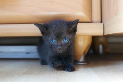 В дар кошку. Маленькие очаровательные котята ищут дом. Фото1