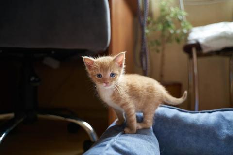 В дар кошку. Маленькие очаровательные котята ищут дом. Фото3