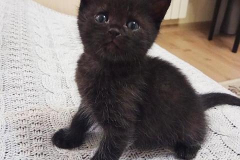 В дар кошку. Маленькие очаровательные котята ищут дом. Фото4