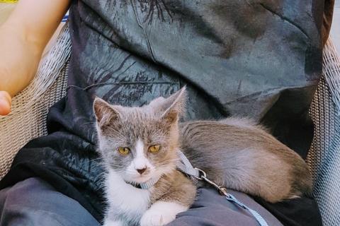В дар кошку. Метис русской голубой породы котенок Персефона. Фото2