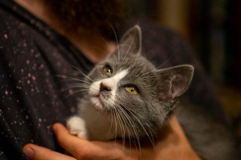 В дар кошку. Метис русской голубой породы котенок Персефона. Фото3