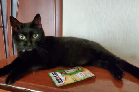 В дар кошку. 2 сироты в поисках дома. Фото4